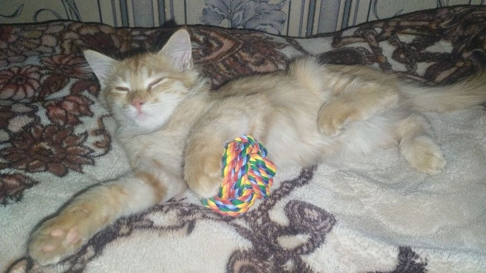 Сбежала кошка ул Афросиаб