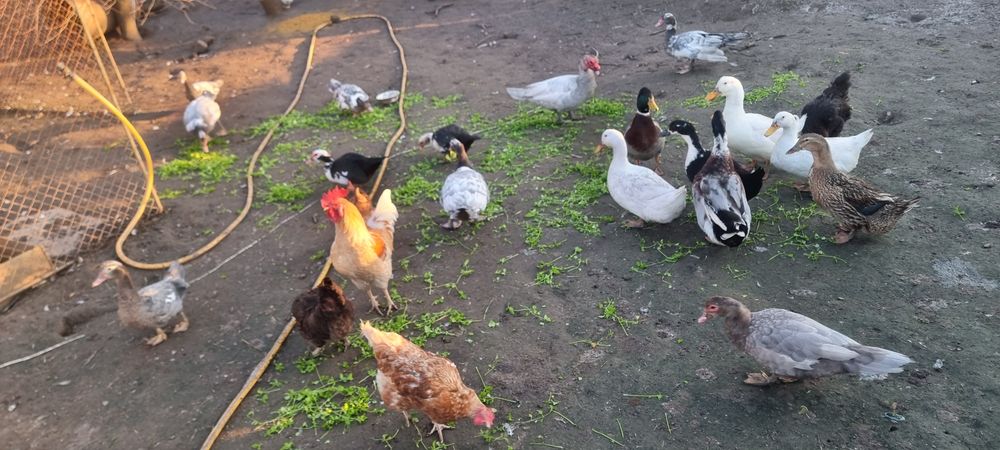 Продавам неми патици,,юрдечки.