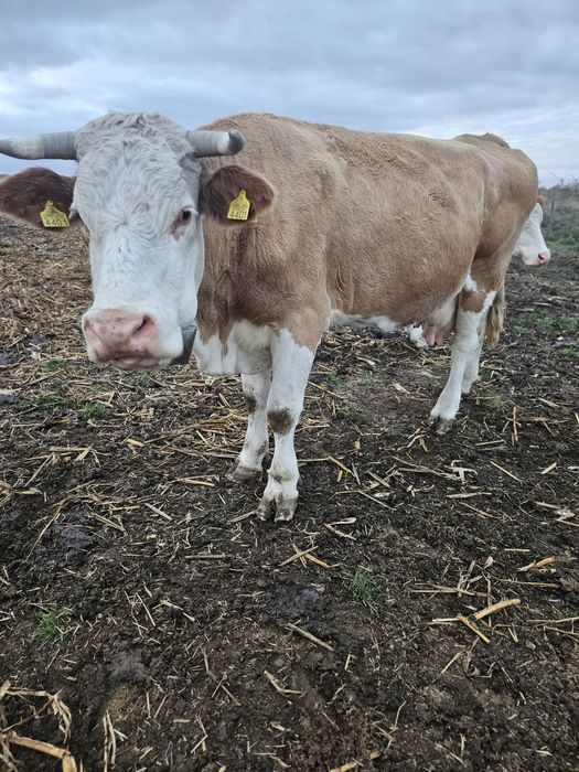 Vand vaca baltata romaneasca