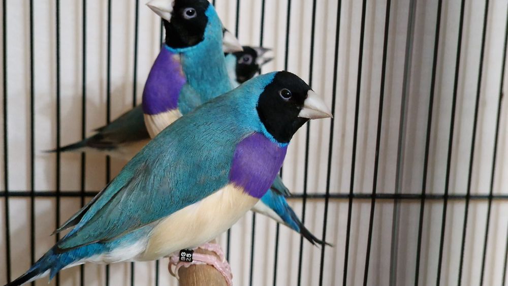 Гулдови амадини!!!