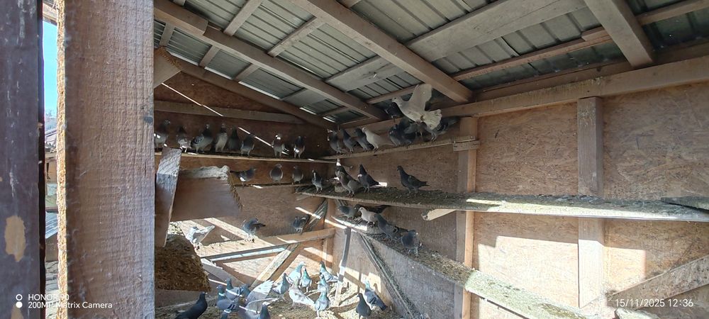 Porumbei voiajori de vanzare