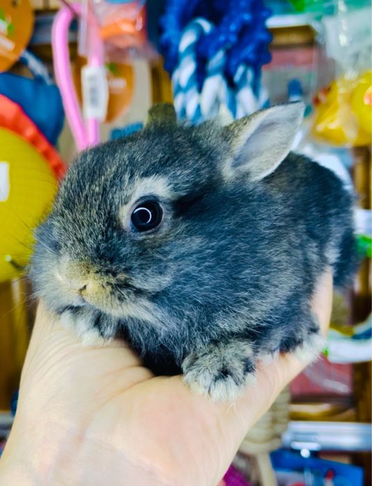 Кролики декоративные, карлики, малыши в зоомагазине «ЖИВАЯ ПРИРОДА»
