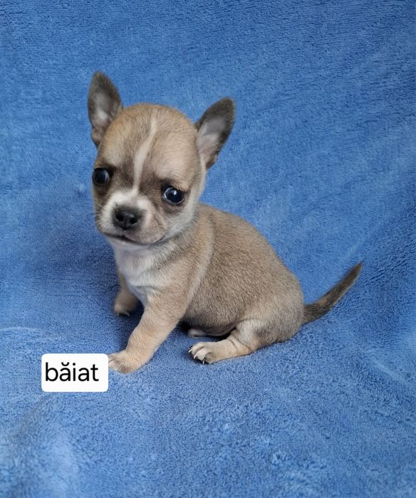Chihuahua mini baiat cu acte