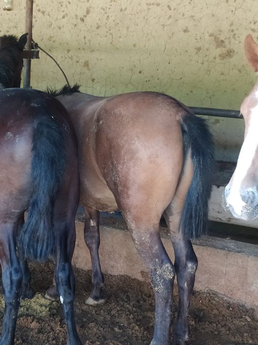 Семiз жылқы еті бар жiлiкке наличка