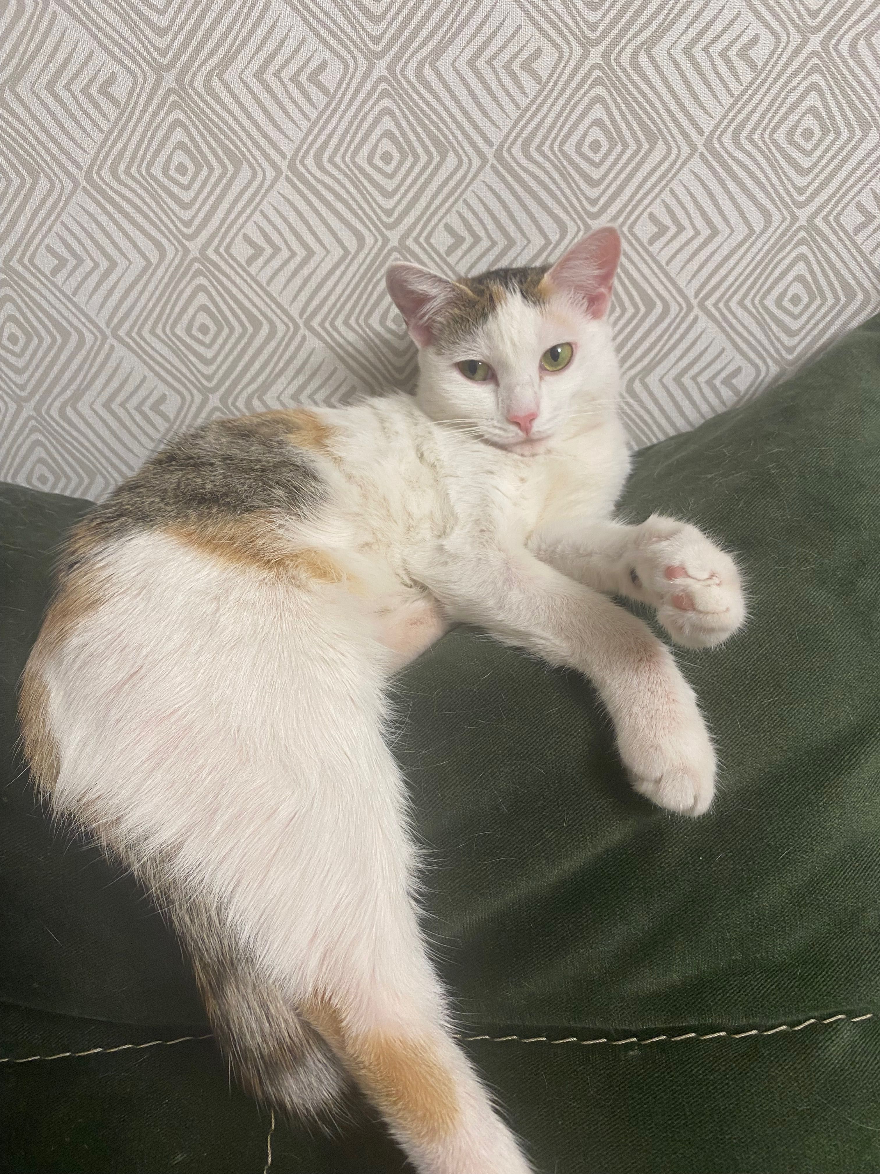 Кошка, 9 месяцев ищет дом