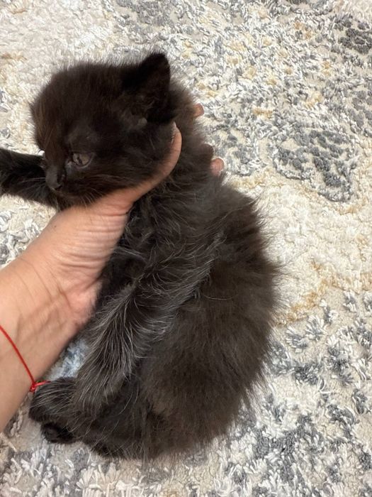 Котик в добрые руки