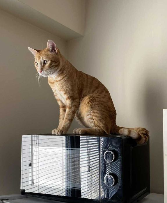 Подарявам кастрирана и много социална мъжка котка на 1 година