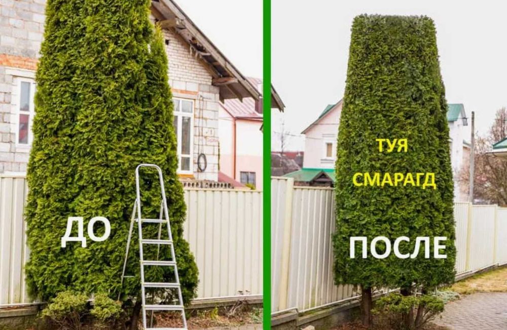 Обрезка деревьев. Формировка туи, ели. Стрижка живой изгороди.