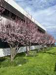 Pomi Ornamentali (Prunus NIGRA )