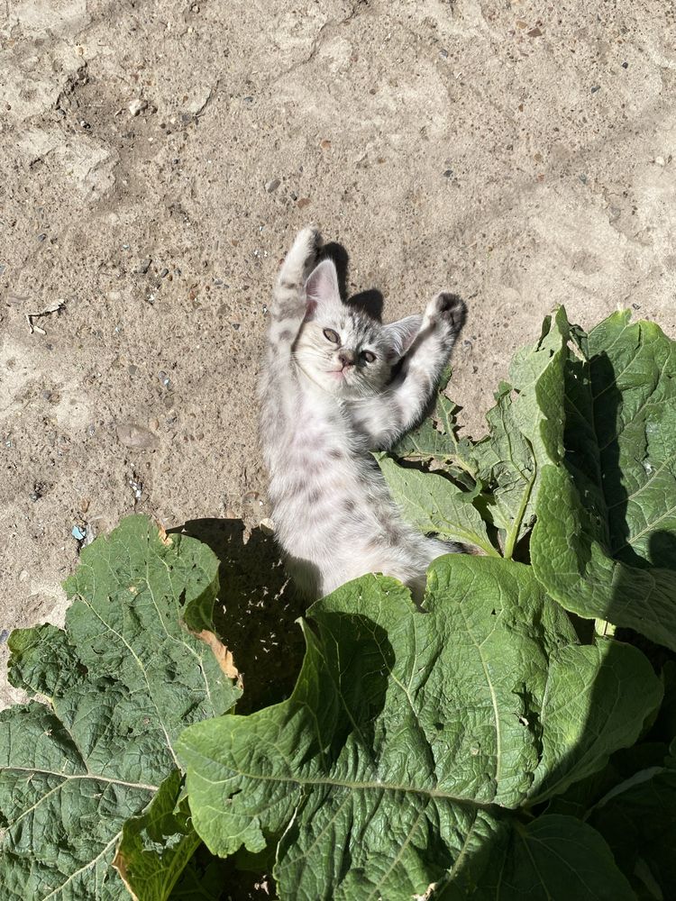 отдам котят даром!