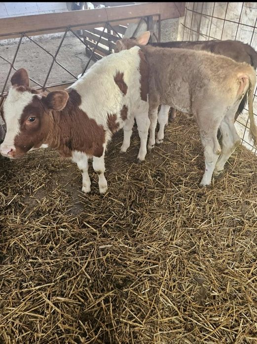 Vând vițeiiiiii...