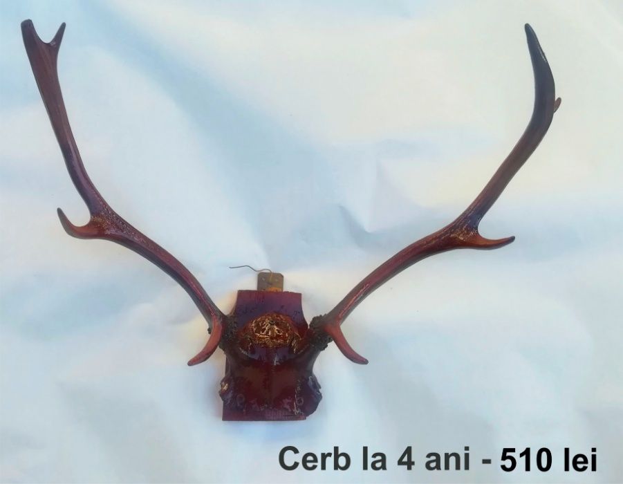 Coarne cerb, caprior, tap - lacuite, cu panoplie + animale impaiate