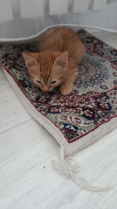 Даю в добрые руки котенка