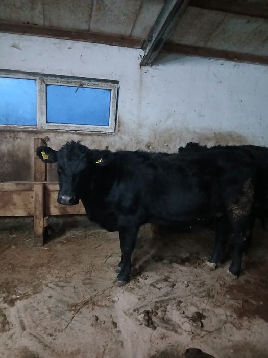 Junica angus gestanta