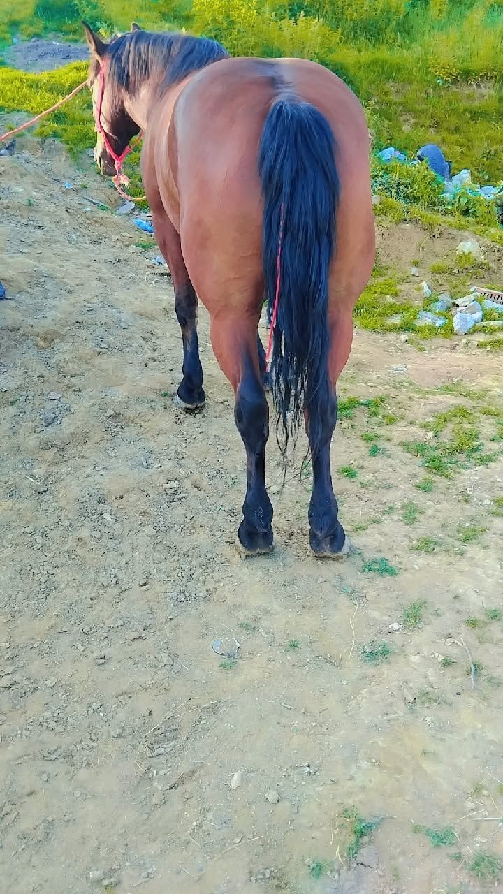 Cal de vânzare  1200 lei