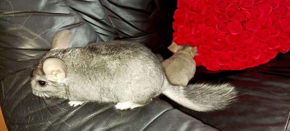 Vând pui de chinchilla, chinchila, sinsila