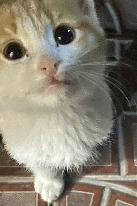 Котенок в добрые руки