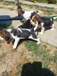 Cāței beagle tricolor