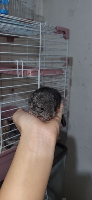 Бронь на малыша шиншиллы