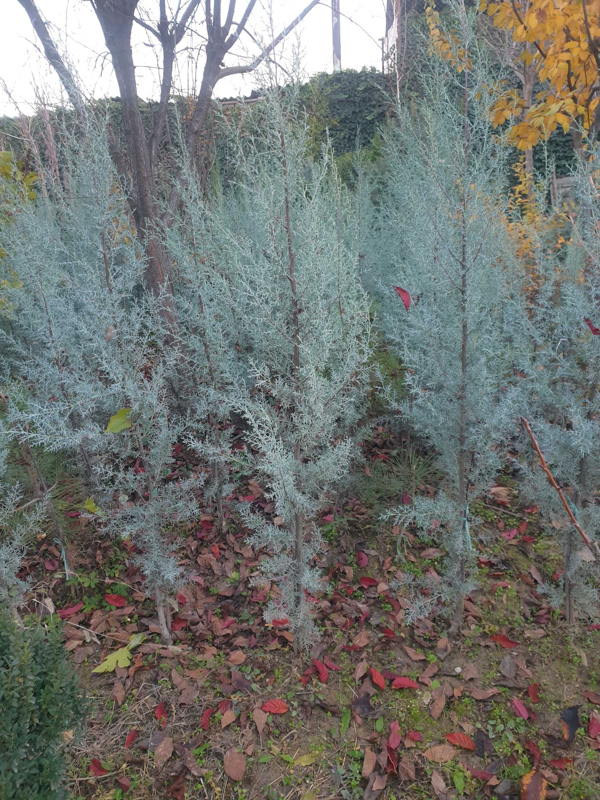 Аризонский Кипарис / Cupressus arizonica Fastigiata