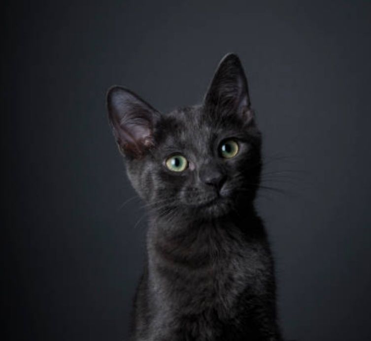 Отдаи в хоршие руки