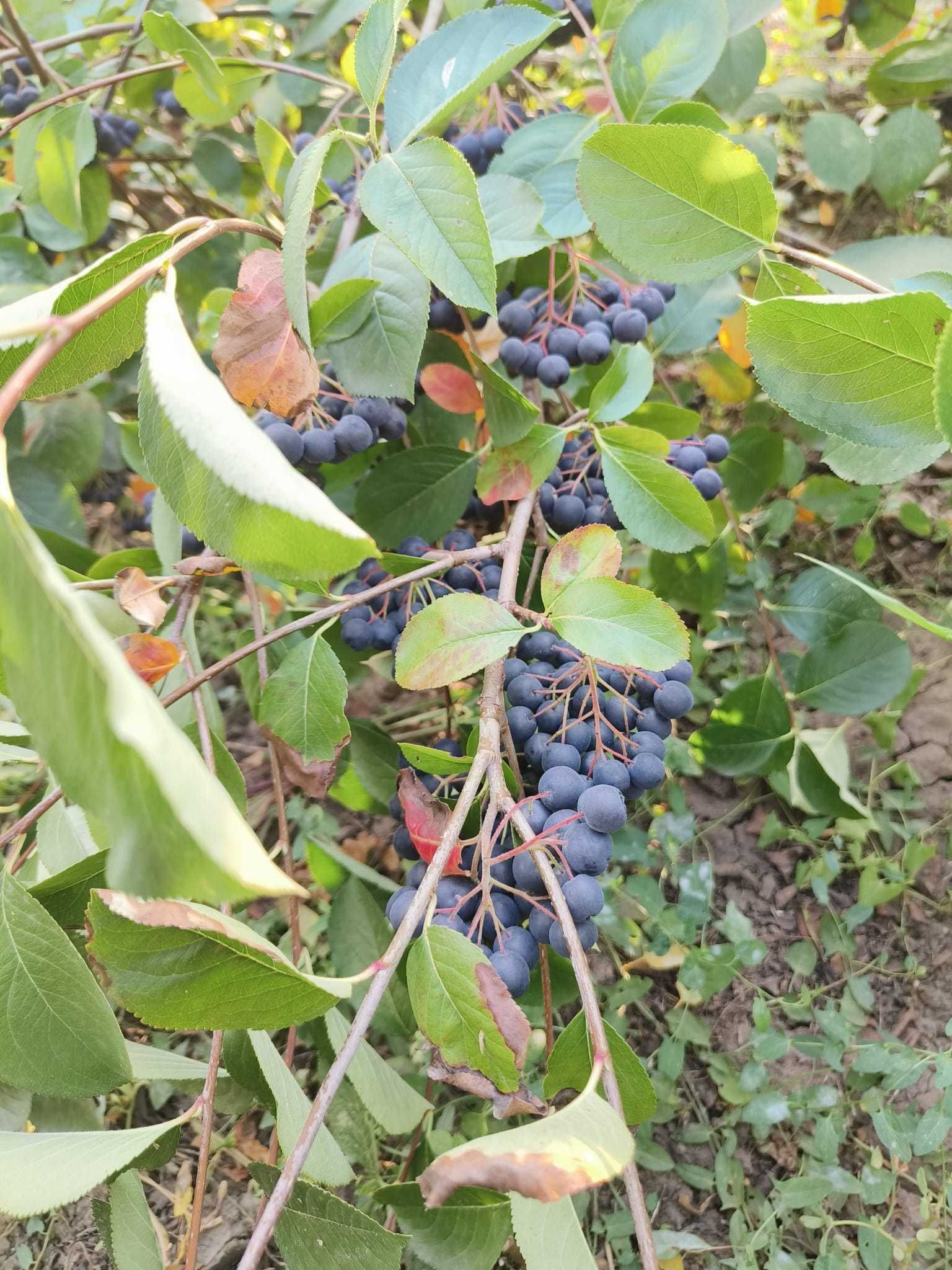 ARONIA fructe bio de vanzare - Galati