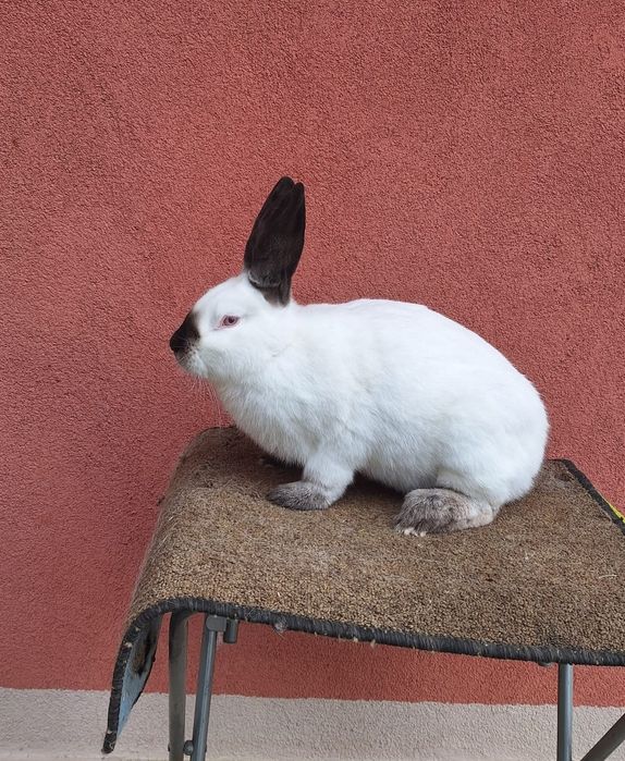 Californian iepuri