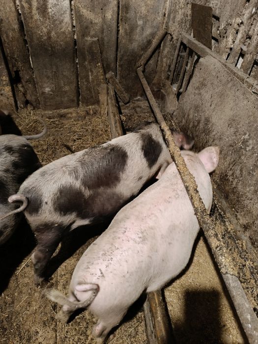 Продам поросят .от3 до  5 месяцев
