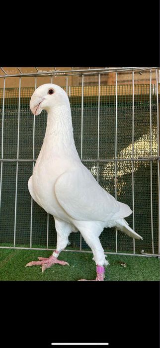 Voiajori germani albi