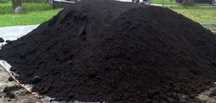 Pamant negru (vegetal)