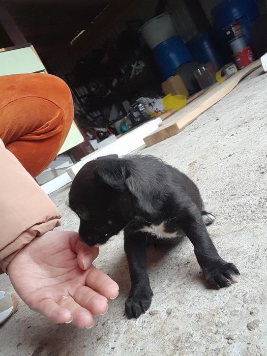 Cățeluși își cauta o casă nouă de sase saptămâni