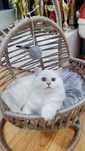 British longhair cu ochii albastri stralucitori
