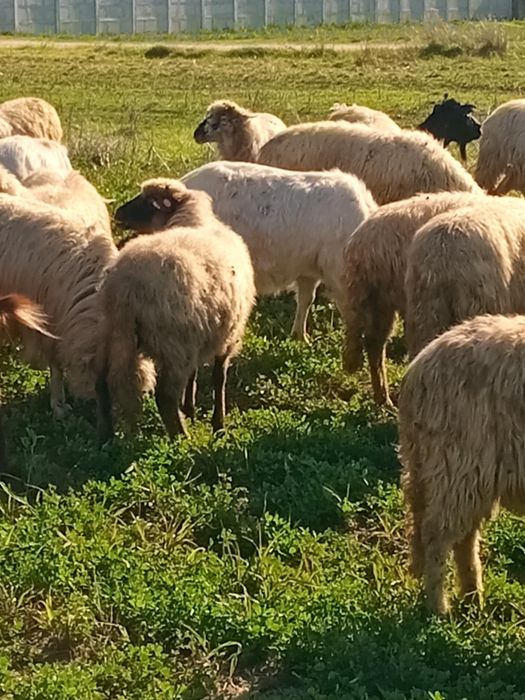 Vand 24 de oi si 10 capre