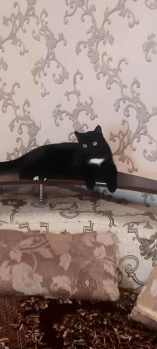 Срочно пропал кот
