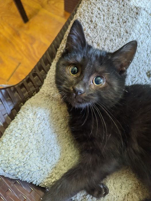 Котёнок чёрный мальчик ищет дом, 2 месяца