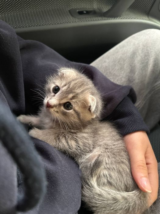 Scotish 4 oylik SOTILADI!!