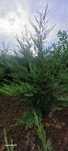Chiparos leylandii