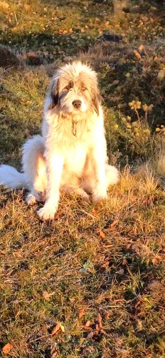 Mascul ciobănesc mioritic