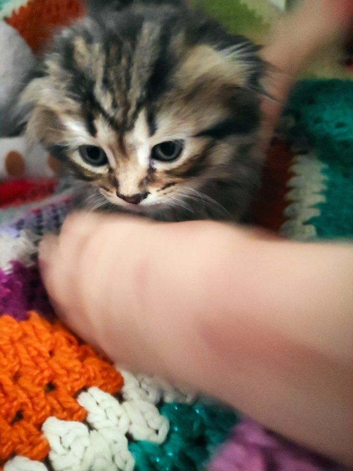 Котята скоттиш фолд
