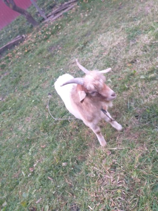 Vând tap alpino-francez