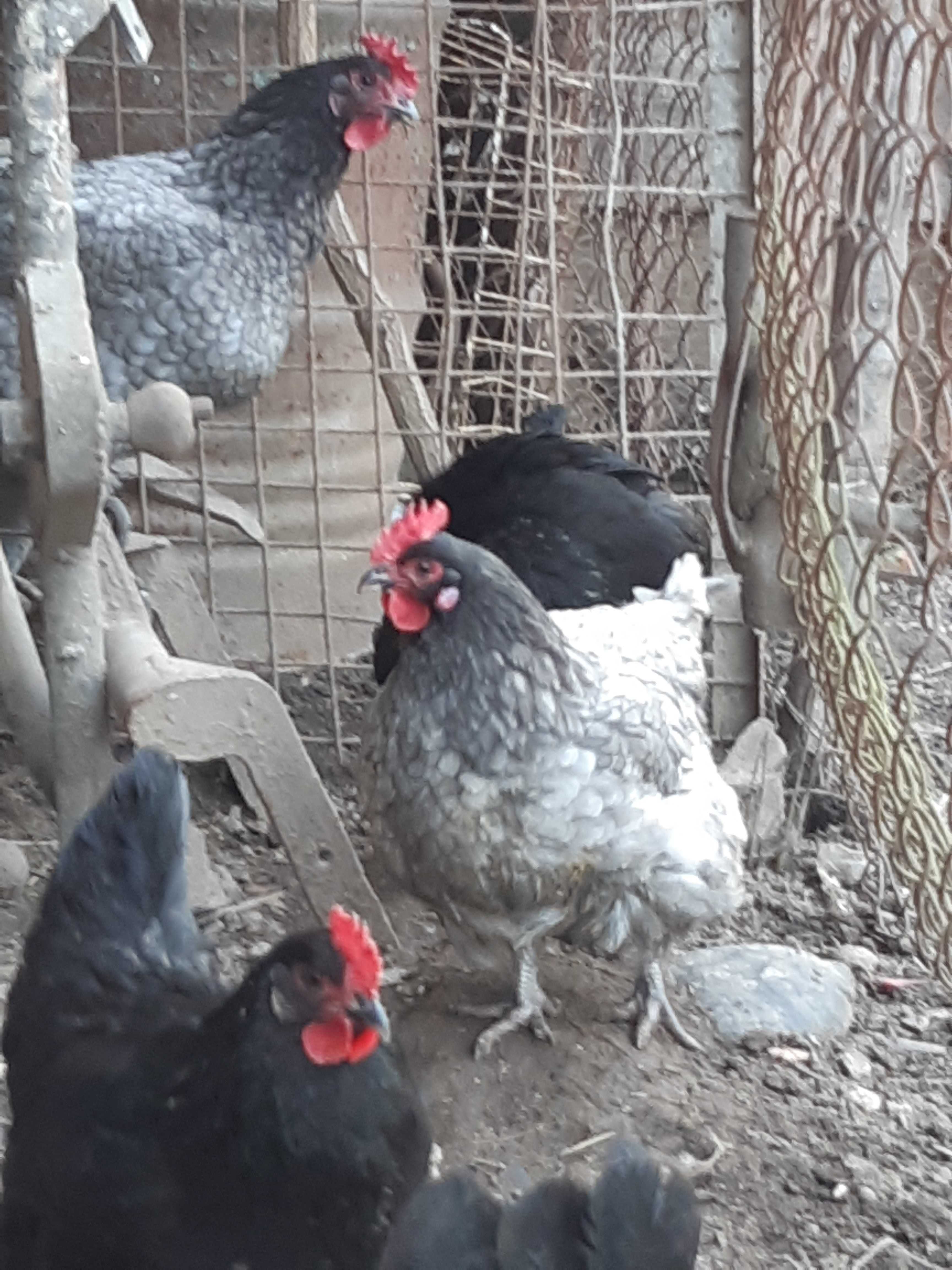 vand oua pui gaini Brahma potarnichiu,  Herminat deschis si Australorp