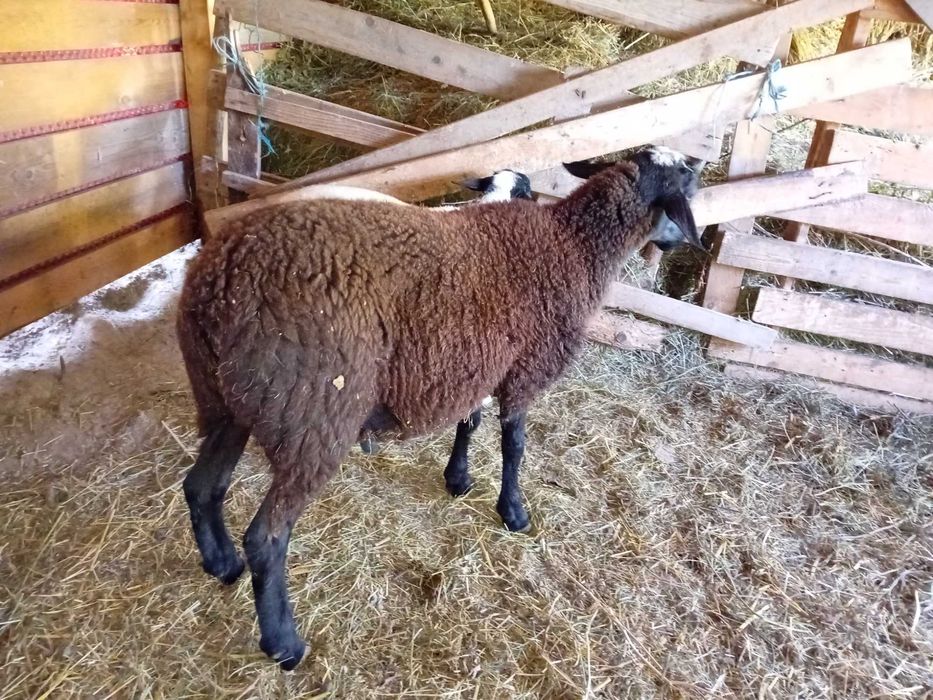 Berbecut carabas sarbesc cu dorper