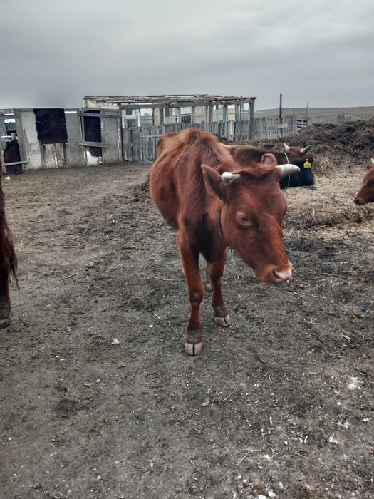 Сиыр сатылады, 2 бас