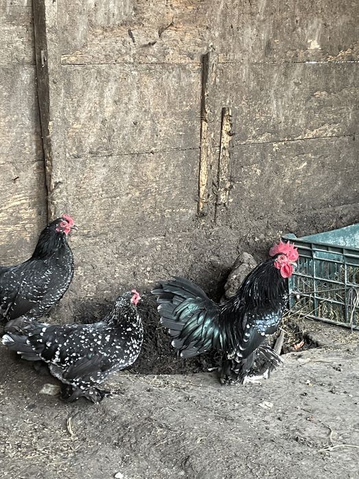 Vând găinușe mii de flori