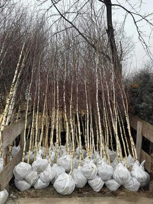 Arbori Foioși Mari (3-5m) | Tei, Platan | Calitate Extra