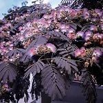 Albitia Arbore De Mătase ( Summer Chocolate )