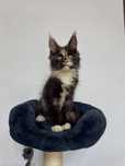 Puiut maine coon felisa autorizata