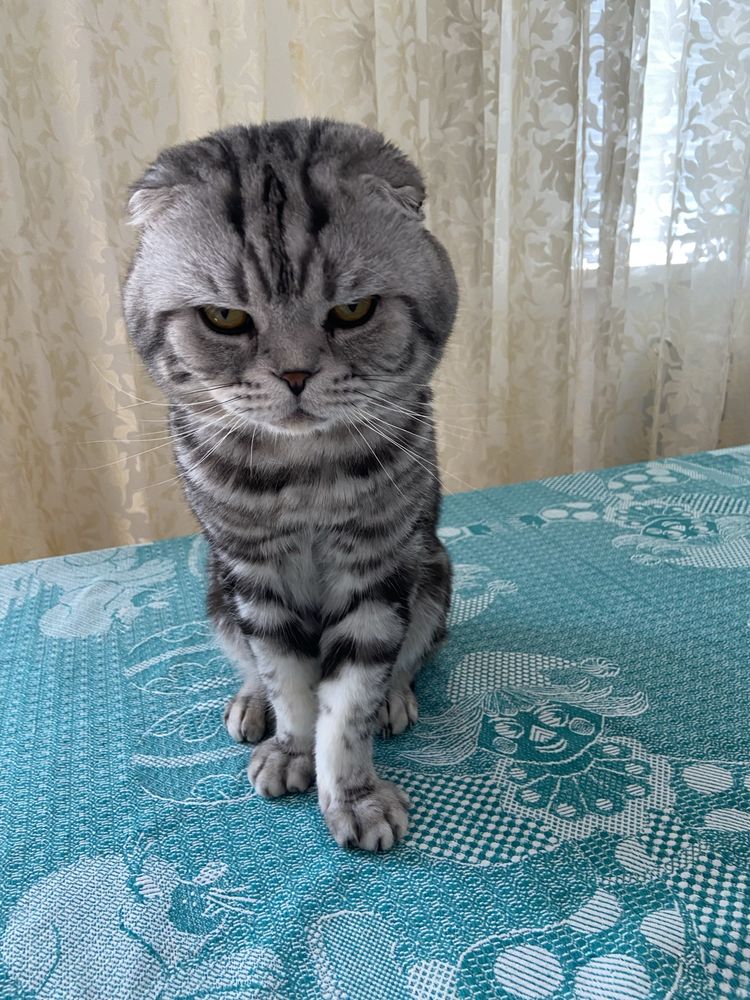 Кот шотландаский вислоухий