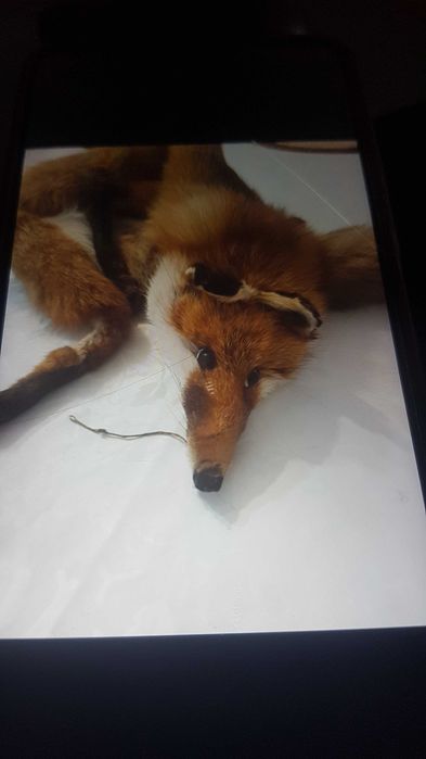 Шал от цяла лисица