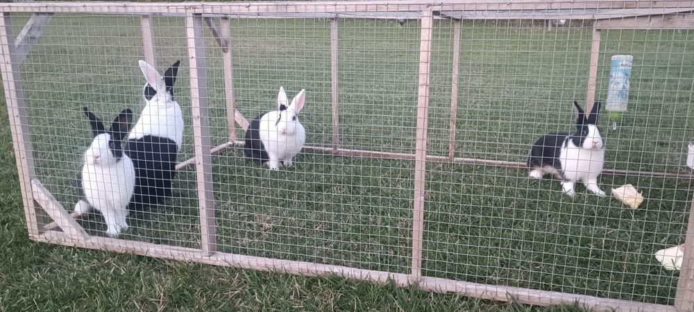 Iepuri olandezi mărime medie